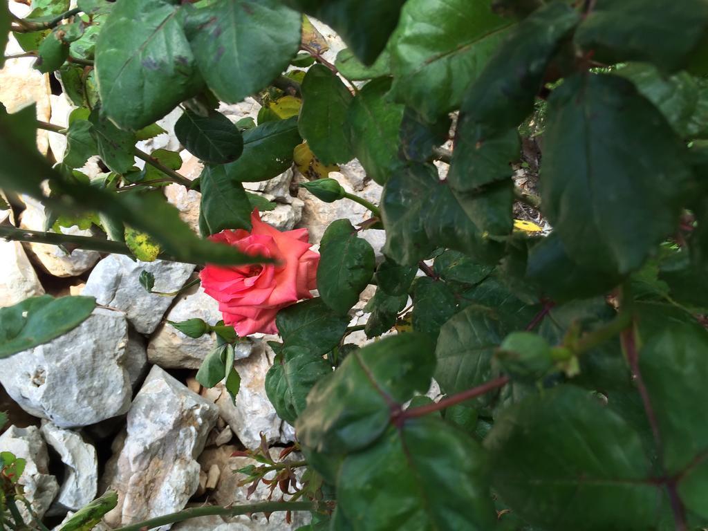 Guest House Maslina Vinisce Bagian luar foto